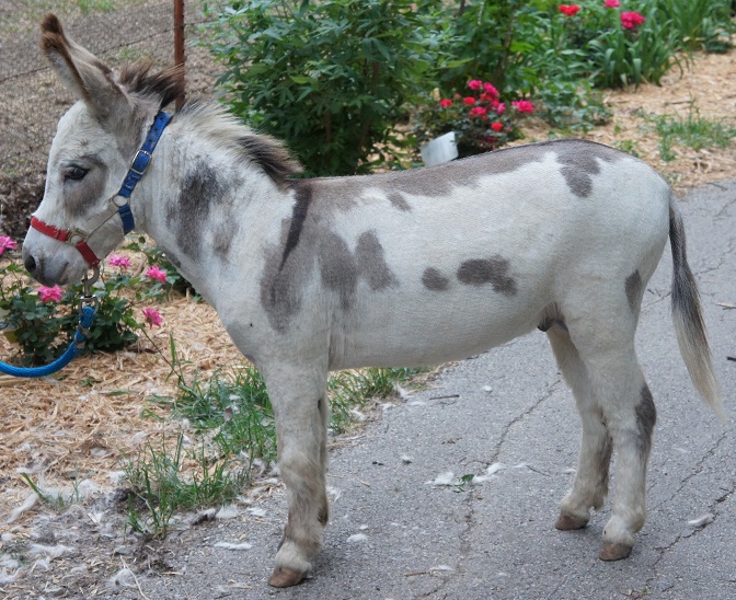Chapel Hill Farm Mini Donkeys Miniature Donkeys Texas