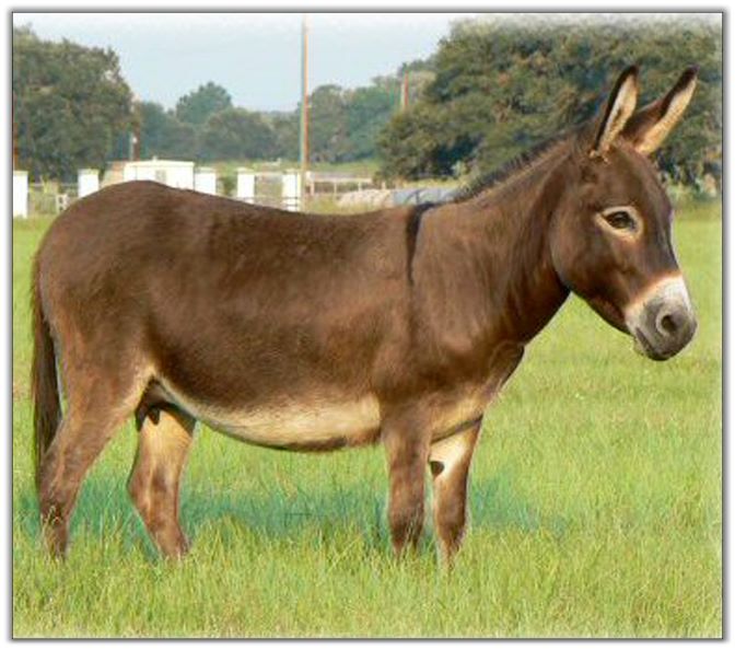 Chapel Hill Farm Mini Donkeys Miniature Donkeys Texas